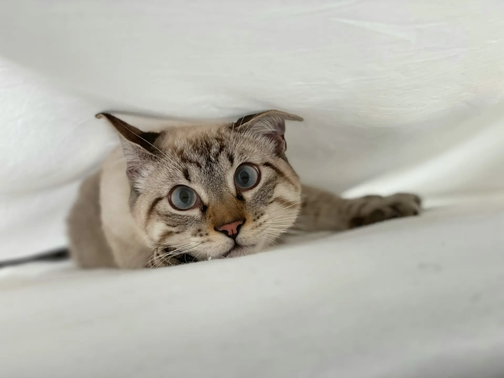 brown tabby cat on white textile